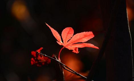 qingxinsy