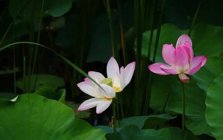 hehuaxa